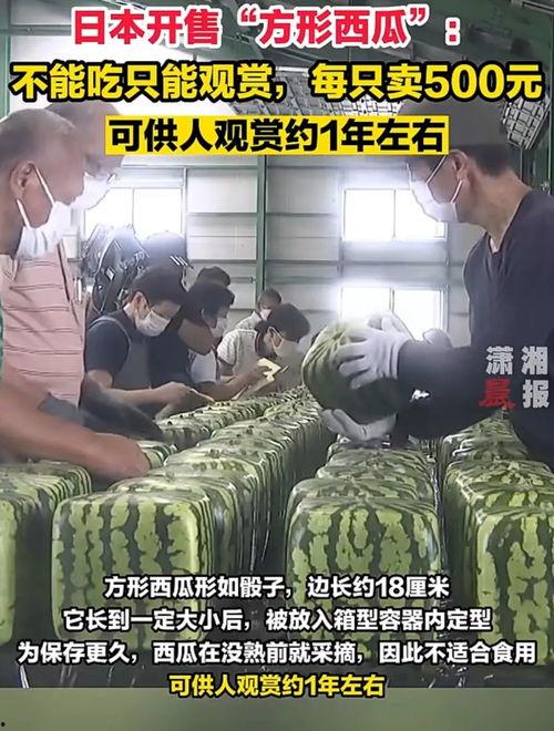 日韩加勒比西瓜视频,多元文化交融的视听盛宴